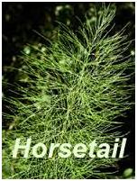 Horse_tail